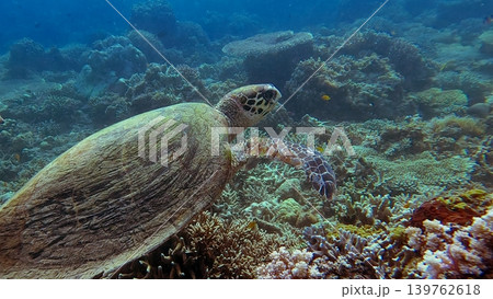 A critically endangered hawksbill sea turtle foraging over the coral reef in clear waters. Rare wildlife sighting in Dauin, Negros Island Region, Philippines A critically endangered hawksbill sea turtle foraging over the coral reef in clear waters. Rare wildlife sighting in Dauin, Negros Island Region, Philippines 139762618