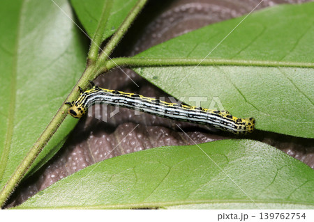 若葉に白黒黄色の縞模様が美しいヒロバトガリエダシャク蛾幼虫（日本自然昆虫生態ストロボマクロ撮影） 139762754