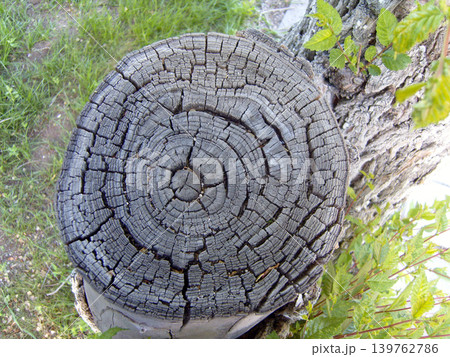 Close-up top view of an old, weathered tree stump displaying detailed concentric growth rings. Deep cracks run through the textured gray wood, which is surrounded by green grass and fresh leaves Close-up top view of an old, weathered tree stump displaying detailed concentric growth rings. Deep cracks run through the textured gray wood, which is surrounded by green grass and fresh leaves 139762786