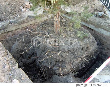 Photo shows a pine tree with its entire root ball exposed in a deep, excavated pit. A massive dark earth ball surrounds the tree trunk, with many bare roots visible. Photo shows a pine tree with its entire root ball exposed in a deep, excavated pit. A massive dark earth ball surrounds the tree trunk, with many bare roots visible. 139762908