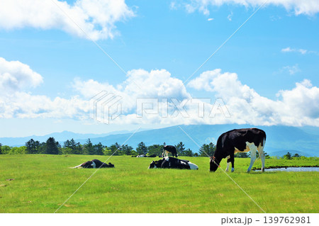 長野県 美ヶ原高原 青空の牧場風景 長野県 美ヶ原高原 青空の牧場風景 139762981