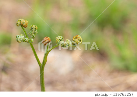 新緑の中に伸びるわらびの若芽 新緑の中に伸びるわらびの若芽 139763257