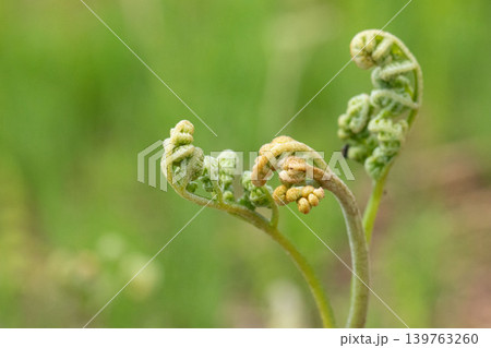 自然の中で育つわらびの新芽 139763260
