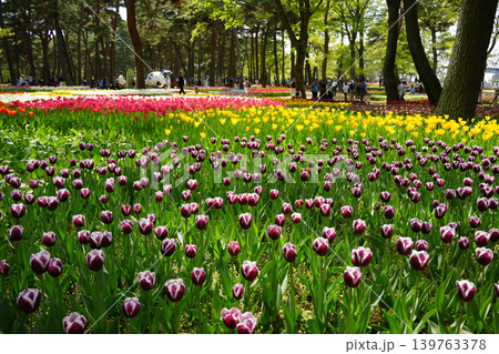 チューリップの花 チューリップの花 139763378