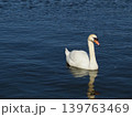 白鳥 139763469