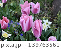 花壇に咲くチューリップ 139763561