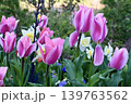 花壇に咲くチューリップ 139763562