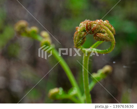 羊歯植物の新芽　コバノイシカグマ科ワラビ 139763630