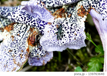 トウダイグサ科シナアブラギリの花 トウダイグサ科シナアブラギリの花 139763640