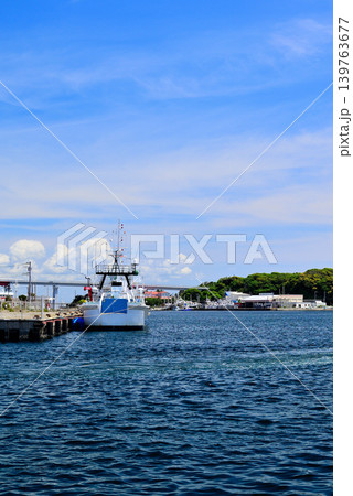 日本有数のマグロ基地　三浦市三崎漁港 139763677