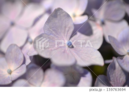 青い紫陽花 139763694