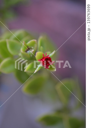 赤い花 赤い花 139763699