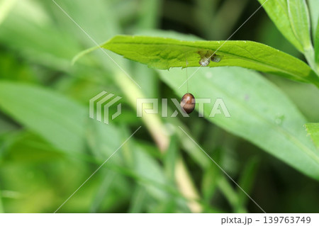 葉の裏に糸で吊ったチビアメバチ亜科の茶色い繭と寄生していた蛾の幼虫抜け殻（日本昆虫生態マクロ撮影） 139763749
