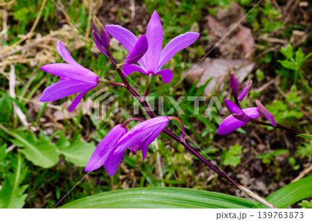 ラン科シラン属の宿根草 紫蘭の紫紅色の花 139763873