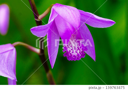 ラン科シラン属の宿根草 紫蘭の紫紅色の花 139763875