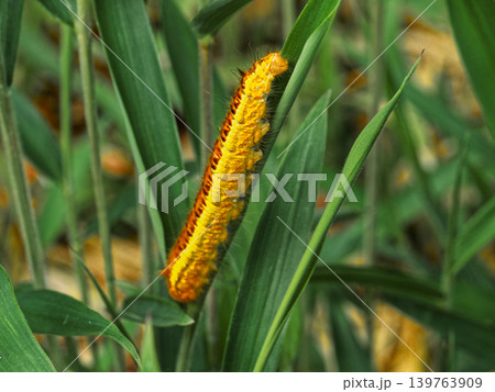 黄色い芋虫　カレハガ科タケカレハ 139763909