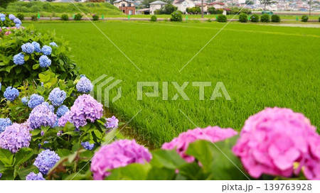 6月の水田とあぜ道を彩る紫陽花 6月の水田とあぜ道を彩る紫陽花 139763928
