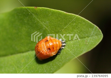 植物の葉にとまるテントウムシの蛹（ナミテントウと思われる） 139764095
