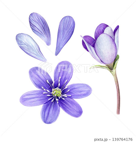 Set of purple anemone hepatica flower, petals and bud. Hand painted botanical watercolor illustration isolated on white background. Perfect for prints, packaging, stationery and floral design. 139764176