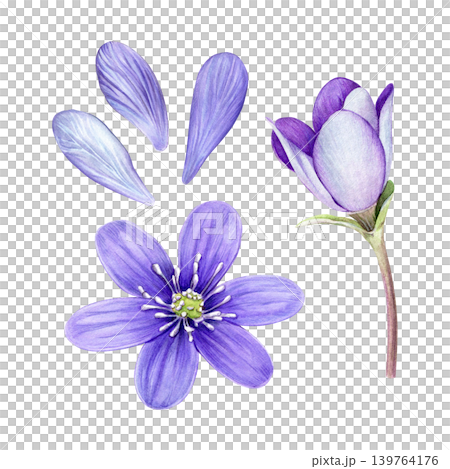 Set of purple anemone hepatica flower, petals and bud. Hand painted botanical watercolor illustration isolated on white background. Perfect for prints, packaging, stationery and floral design. 139764176