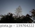 空に伸びる木 139764222