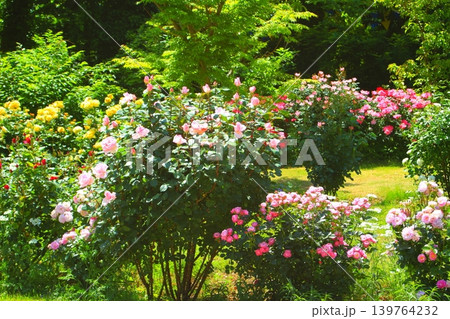 彩りのバラの京成ばら公園 彩りのバラの京成ばら公園 139764232