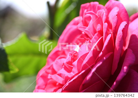 バラの花 139764342