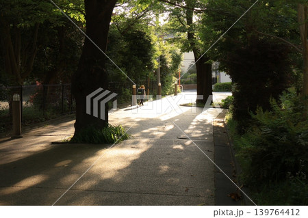 木漏れ日が差し込む木陰の道 木漏れ日が差し込む木陰の道 139764412