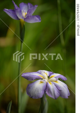 白と紫色の菖蒲 139764480