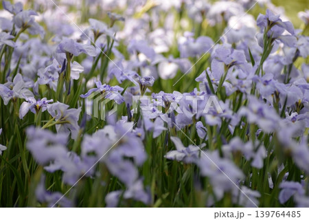 花菖蒲畑 花菖蒲畑 139764485