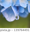花びらに宿る青い雫 139764491