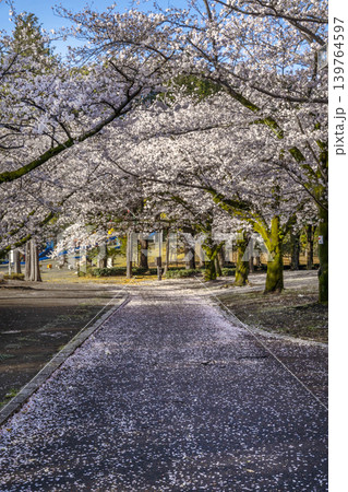 桜 桜 139764597