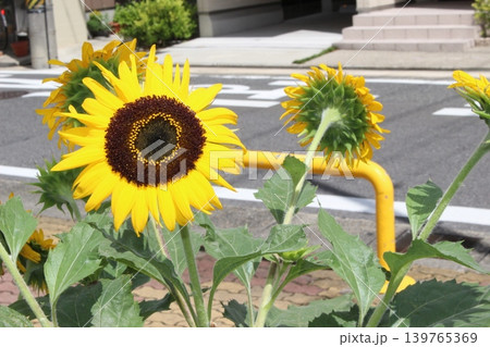 元気な花　ひまわり 139765369