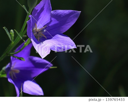 美しい紫色の花びらの桔梗、暑中見舞いの背景 139765433