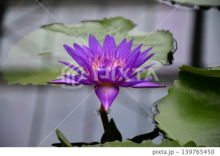 水面に浮かぶ睡蓮の花 水面に浮かぶ睡蓮の花 139765450