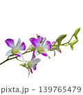 Unusual purple and white orchids against a transparent background. 139765479