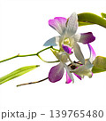 Unusual purple and white orchids against a transparent background. 139765480