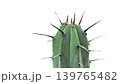 green caterpillar on white background.,cactus with a isolated background	 139765482