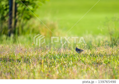 新緑の芝生と佇む小さな野鳥の初夏風景 139765490