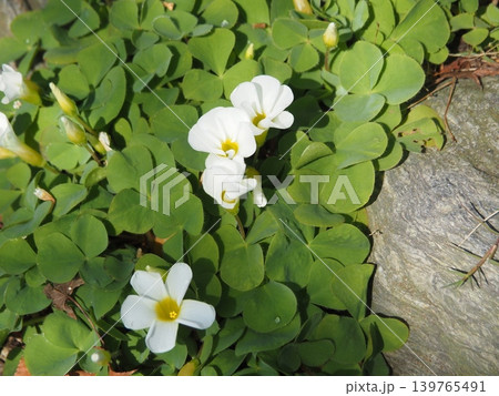 白い花 白い花 139765491