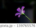 見た目は可憐なムラサキカタバミの花 139765576