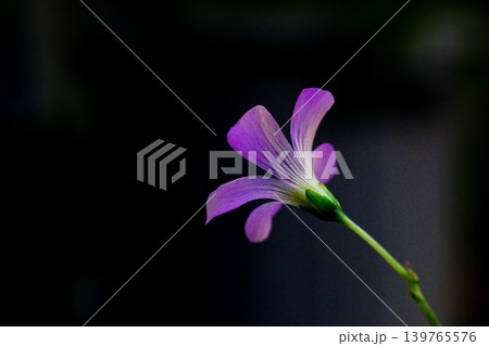 見た目は可憐なムラサキカタバミの花 見た目は可憐なムラサキカタバミの花 139765576