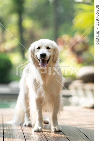 笑顔で立つゴールデンレトリーバー／明るい屋外での犬のポートレート 139765808