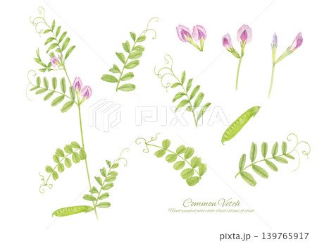 水彩で書いたカラスノエンドウ(ヤハズエンドウ)の植物イラスト 水彩で書いたカラスノエンドウ(ヤハズエンドウ)の植物イラスト 139765917