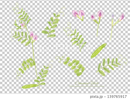 水彩で書いたカラスノエンドウ(ヤハズエンドウ)の植物イラスト 水彩で書いたカラスノエンドウ(ヤハズエンドウ)の植物イラスト 139765917