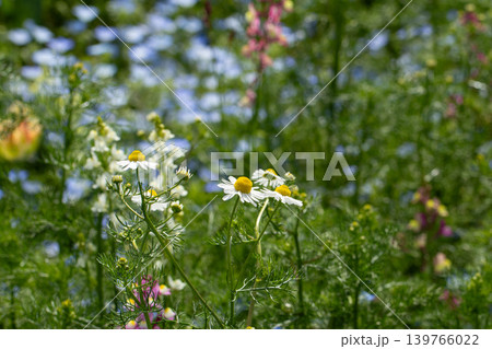 春の花畑に咲くカモミール 139766022