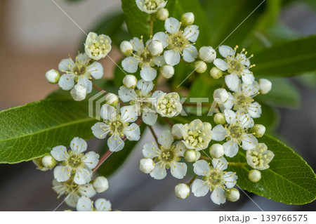 ピラカンサの花 ピラカンサの花 139766575