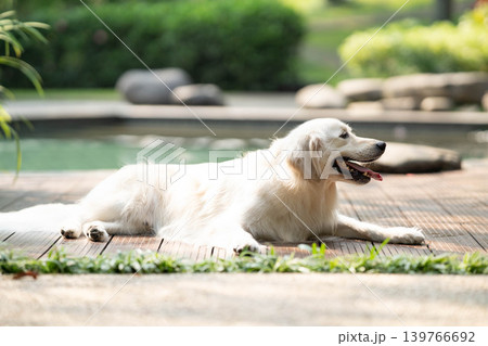 ウッドデッキでくつろぐゴールデンレトリーバー／リラックスした犬のある暮らし 139766692