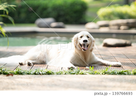 ウッドデッキでくつろぐゴールデンレトリーバー／リラックスした犬のある暮らし 139766693