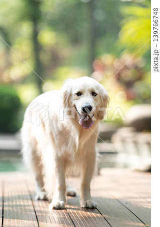 笑顔で立つゴールデンレトリーバー/明るい屋外での犬のポートレート 笑顔で立つゴールデンレトリーバー/明るい屋外での犬のポートレート 139766748